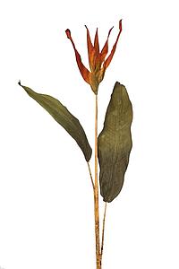 AVE DEL PARAISO VARA 75 CM