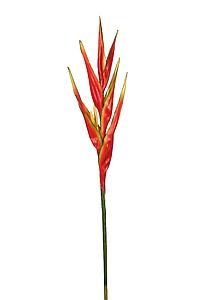 VARA CANNACEA LATEX, 80 CM