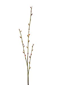 VARA ALGODON JAPONES