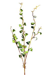 RAMA FICUS FILO PLATA 94CM