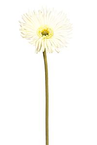 VARA GERBERA TACTO NATURAL 61 CM