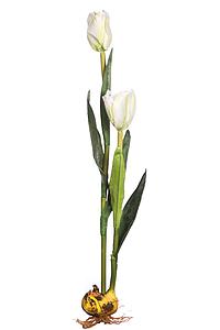 VARA TULIPAN 60CM