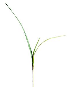 VARA HOJAS ORQUIDEA , 78 CM