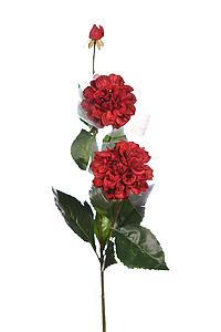 DALIA TACTO NATURAL X2, 79CM