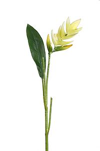 VARA HELICONIA LATEX, 75 CM