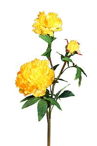 PEONY SPRAY X 2, 68 CM