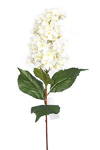 HORTENSIA, VARA 90 CM