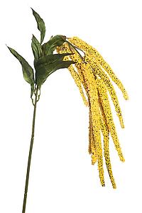 VARA AMARANTUS 108CM