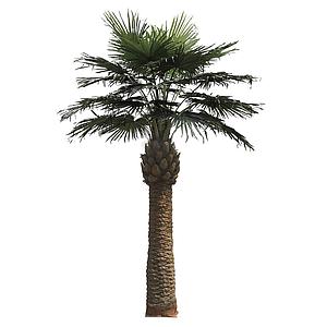 PALMERA ARTIFICIAL WASHINGTONIA 550CM - CONSULTAR PRECIO