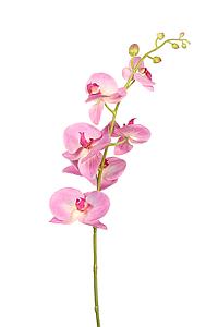 ORQUIDEA PHALAENOPSIS 105CM  