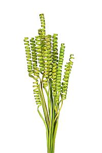 CANE SPRING X 15, 50 CM