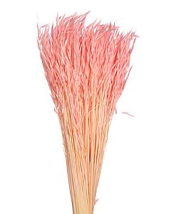 POMO AVENA SATIVA COLOR