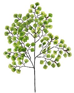 VARA HOJA MINI CABELLO DE VENUS 54CM