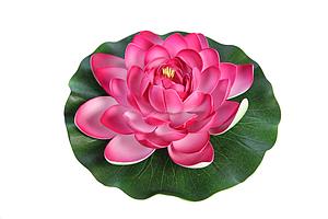 LOTUS FLOTANTE FOAM 27CM