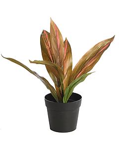 PLANTA DRACENA ROJA EN MACETA