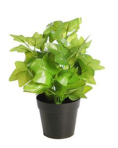 MATA HIEDRA EN MACETA