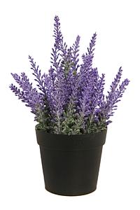 MATA DE LAVANDA EN MACETA 26CM