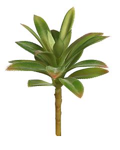 CRASA ECHEVERIA HOOKERI 12CM 