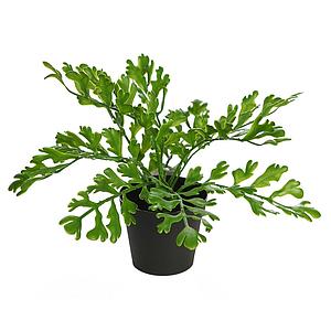 CUERNO DE ARCE EN MACETA 28CM