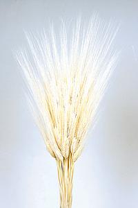 POMO TRITICUM 80CM 