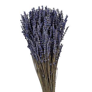 LAVANDA PRESERVADA 150GR