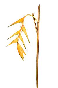 VARA HELICORNIA ARTIFICIAL 117CM